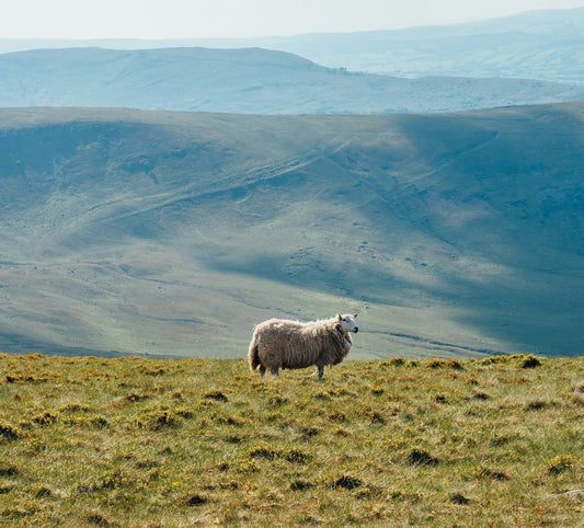 What Makes Merino Wool So Special?