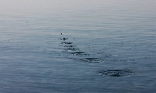stone skimming on water leaving ripples behind